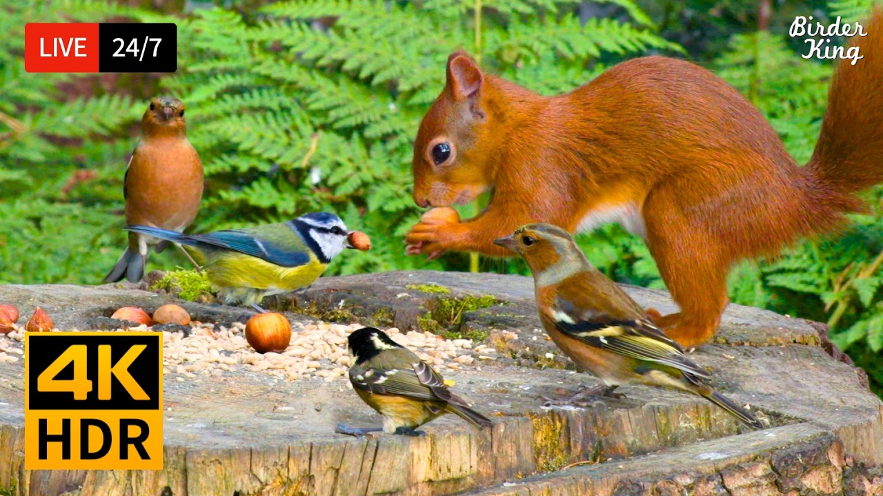 🔴 24/7 LIVE: Cat TV 😺 Eye-catching Birds and Red Squirrels 4K HDR Cat Games