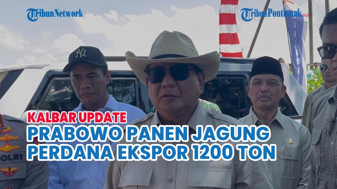 Panen Jagung di Sanggau Ledo, Prabowo Ekspor Perdana 1200 Ton ke Malaysia