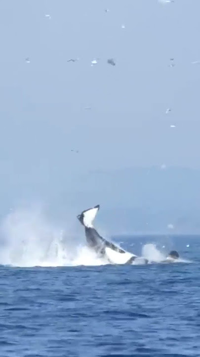 Orca Launches Seal 100 feet...