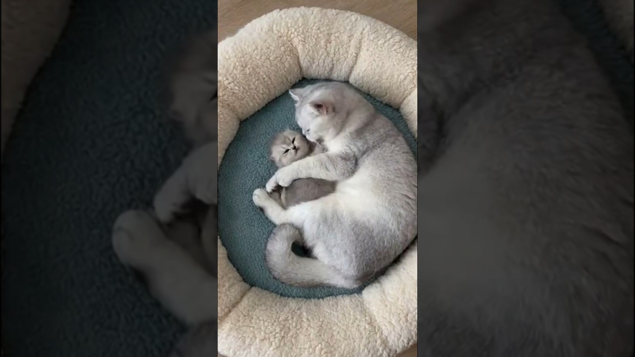 Mom Cat’s Perfect Hug—Comfort That Never Lets Go