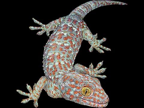 tuko philippines gecko lizard tokay rmf