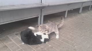 Cat fight / Коты дерутся за территорию Cat fight / Коты дерутся за территорию