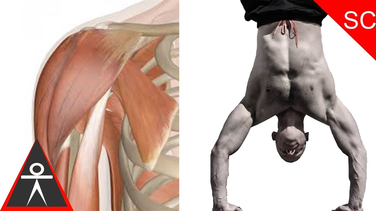 calisthenics workout program for beginners Improving Tension Control in Your Shoulders