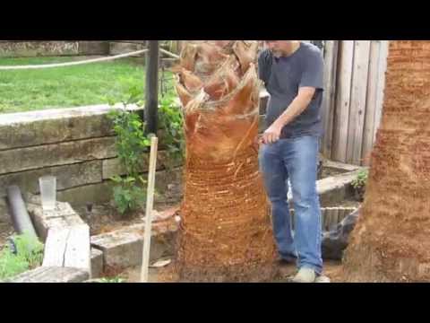 ვიდეო: როგორ ზრუნავთ მექსიკურ პალმის ხეზე?