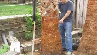 How To Prune A Mexican Fan Palm Tree