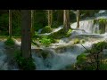 Soothing Sounds of a Forest River and Birds - Relaxing Sounds for a Calm and Peaceful Environment