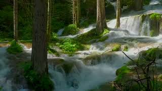 Soothing Sounds of a Forest River and Birds - Relaxing Sounds for a Calm and Peaceful Environment