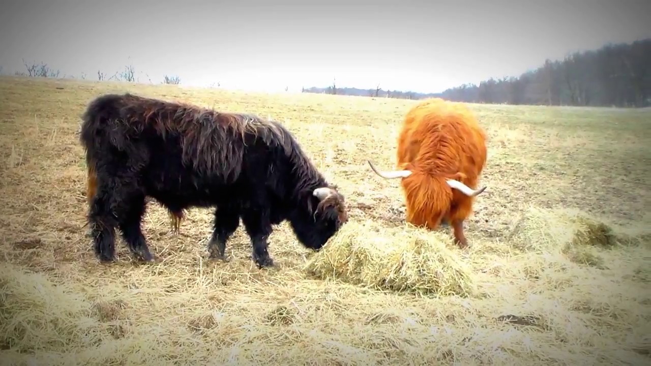 Shaggy Cows