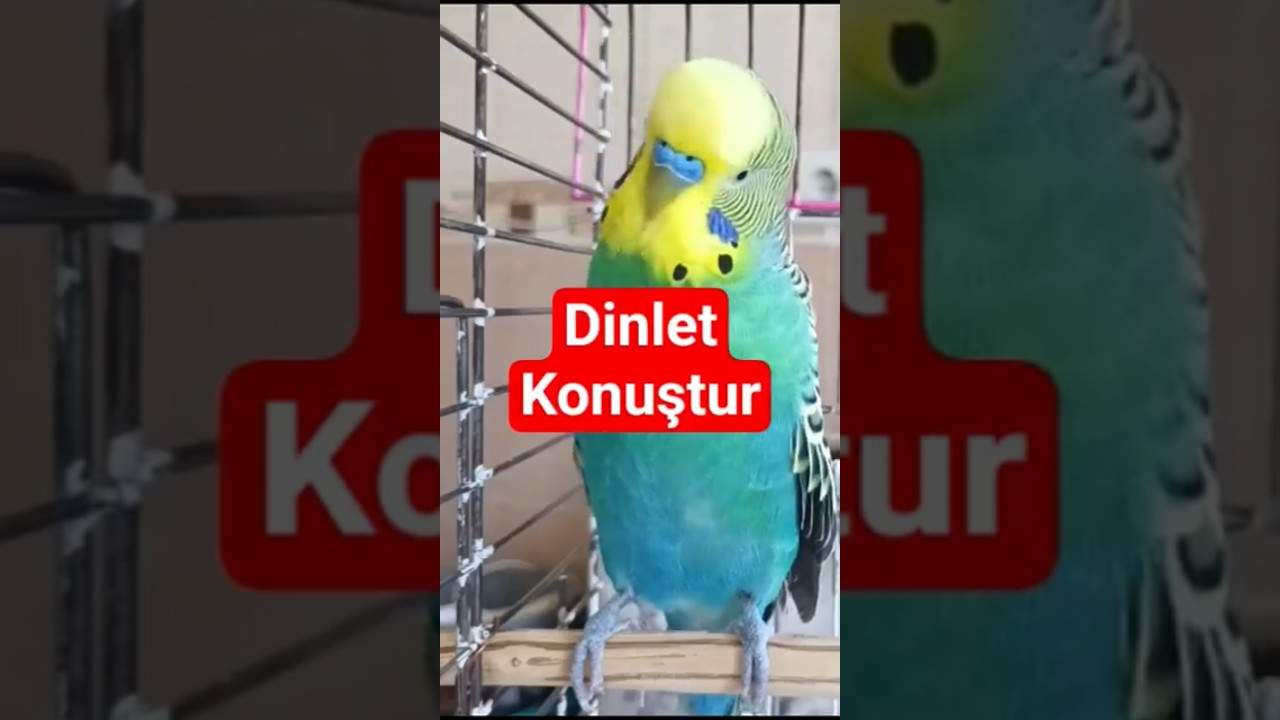 Muhabbet kuşu konuşturma eğitimi , fıstık Kuşum Balım , Babacım #konuşankuş #muhabbetkuşu