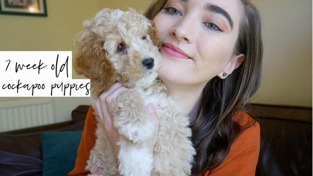 7 week old cockapoo puppies! - YouTube
