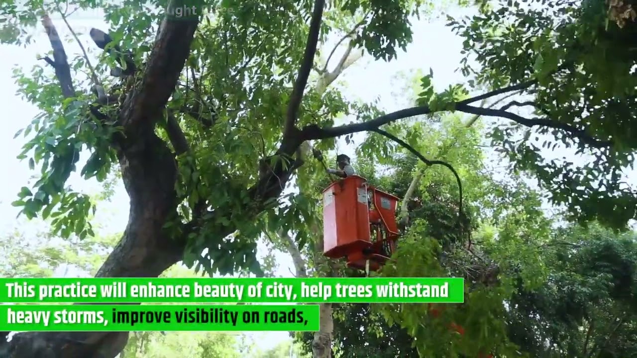 LG Launched Scientific Pruning Operation of Old Trees in Delhi