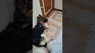 🤣✌#cherry #vlog #germanshepheard #dog #funny #shorts #viralvideo #youtubeshorts #dogworld #trending