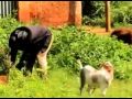 Willy Mukabya Mukomusajja Official Video Willy Mukabya Mukomusajja Official Video