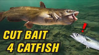 Using Cut Bait to Target Catfish at Castaic Lake