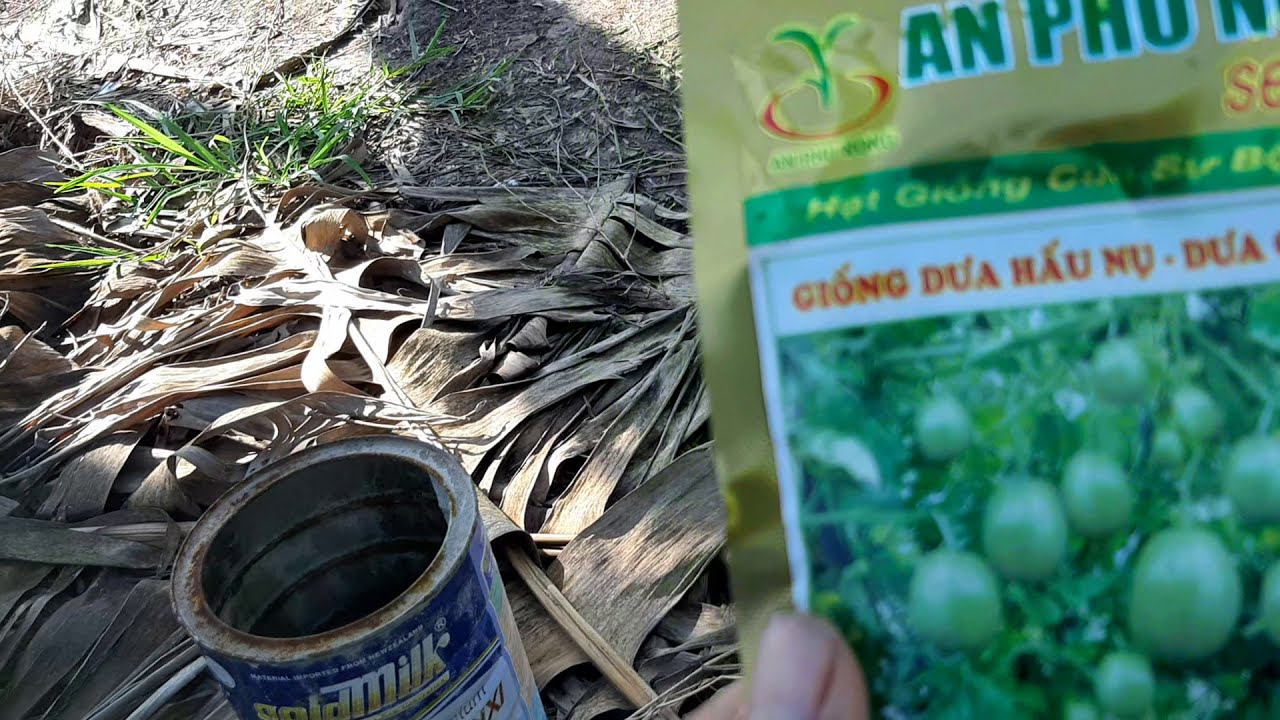 cách trồng dưa hấu nụ  mùa mưa