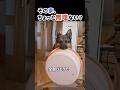 絶対いけると思ってるなw #犬動画 #大型犬 #shorts