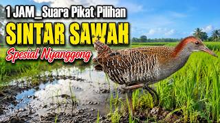 📌1 JAM Suara Pikat SINTAR SAWAH Original 2026 | Auto Respon Gacor, Anti Zonk, Terbukti Ampuh!