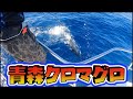 【クロマグロ】高活性！クロマグロキャスティング!【青森竜飛崎】