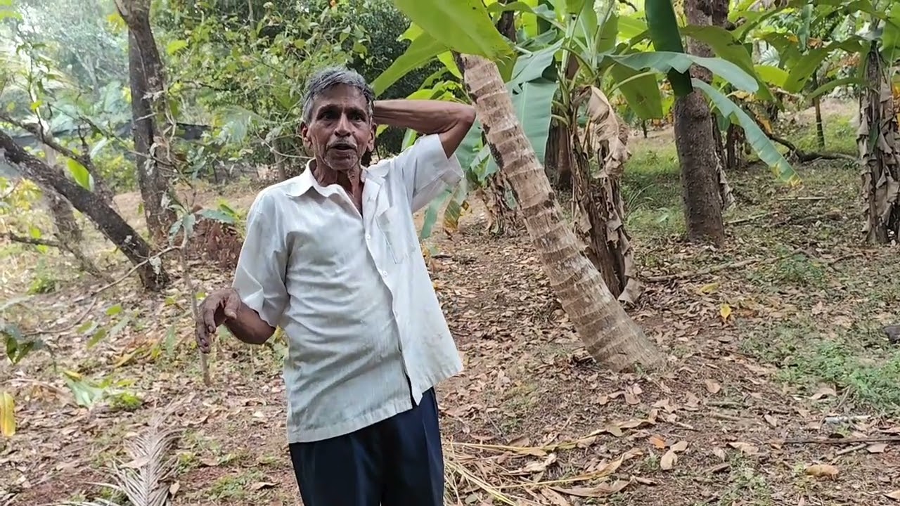 Пищевые леса в рамках проекта Parsekar Permaculture в Гоа
