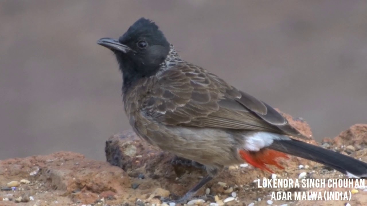 Red vented bulbul /बुलबुल /Agar Malwa / By Lokendra Singh Chouhan 
