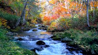 Autumn Landscape of Forest Stream. Relaxing Nature Sounds, flowing Water/ Sleep/ Study/ Meditation.