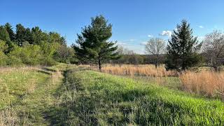 1 Hour of Relaxing Spring Bird Sounds (Dawn Chorus)