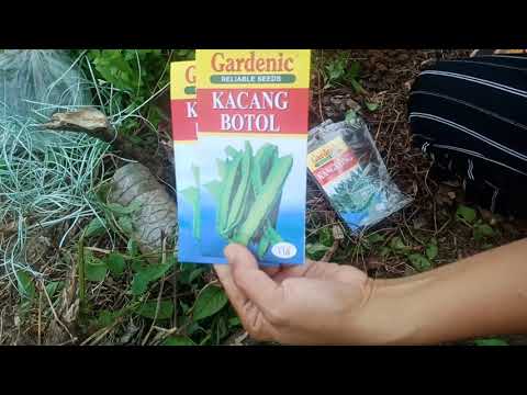 MENUAI HASIL TANAMAN/JAGUNG
