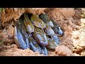 BooM!... Catch Fish in Underground Mud Hole!! Unbelievable Fishing Videos