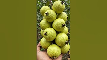 How to Grow a Guava Tree from Guava Fruit – Easy at Home!