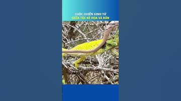 Cuộc chiến giữa tắc kè hoa và rắn, ai sẽ thắng?