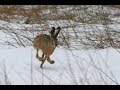 Полювання  на зайця. Заєць альпініст. Hunting hare.