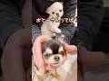 すねる犬、うにちゃん。 #チワワ #癒し #多頭飼い #平和