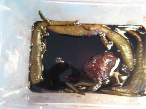 PARENTS OF MY BUFFALO LEECH BABIES, THE ASIAN MEDICINAL HIRUDINARIA - YouTube