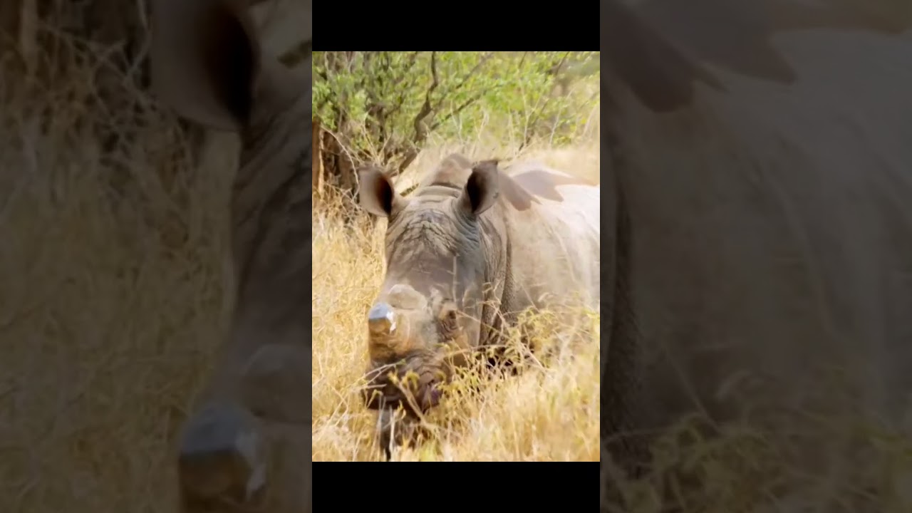 Ke Ho Gaya Hai Tumse Pyaar Sun Le Best Pakistani Whatsapp Status Heart Touching - Hindi Status Tube