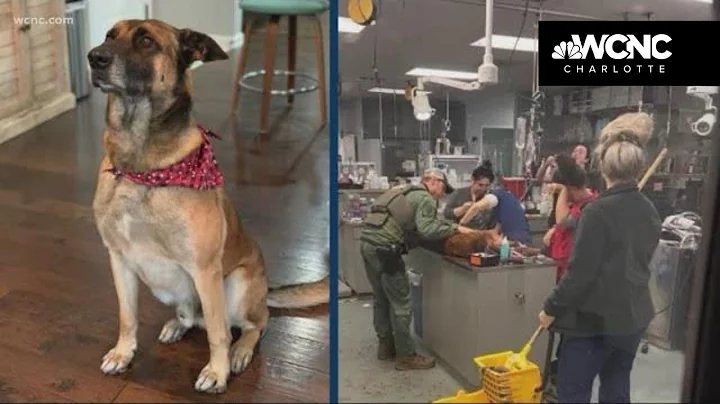 CMPD K9 injured while tracking burglary suspect