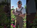 How To Cut Your Zinnias So They Keep Blooming!