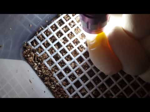 Candling Centralian Carpet Python ( Bredli )eggs