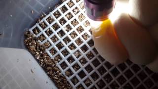 Famous Candling Centralian Carpet Python ( Bredli )eggs Net Worth