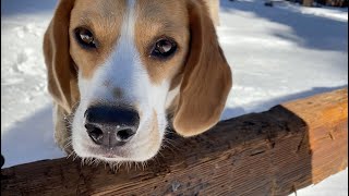 Cute beagle is crazy for snow