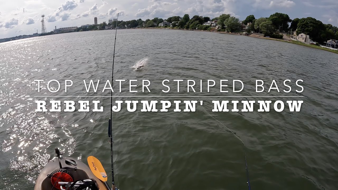 Rhode Island Striped Bass: Stripers Jump All Over Jumpin' Minnow