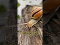 The Mind-Blowing Way Snails Use Their 14,000 Tiny Teeth! #shorts