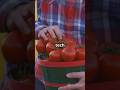 Growing and harvesting tomatoes 🍅
