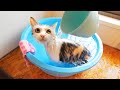 かけ湯が気持ち良くて極楽な猫【ネコ吉お風呂】