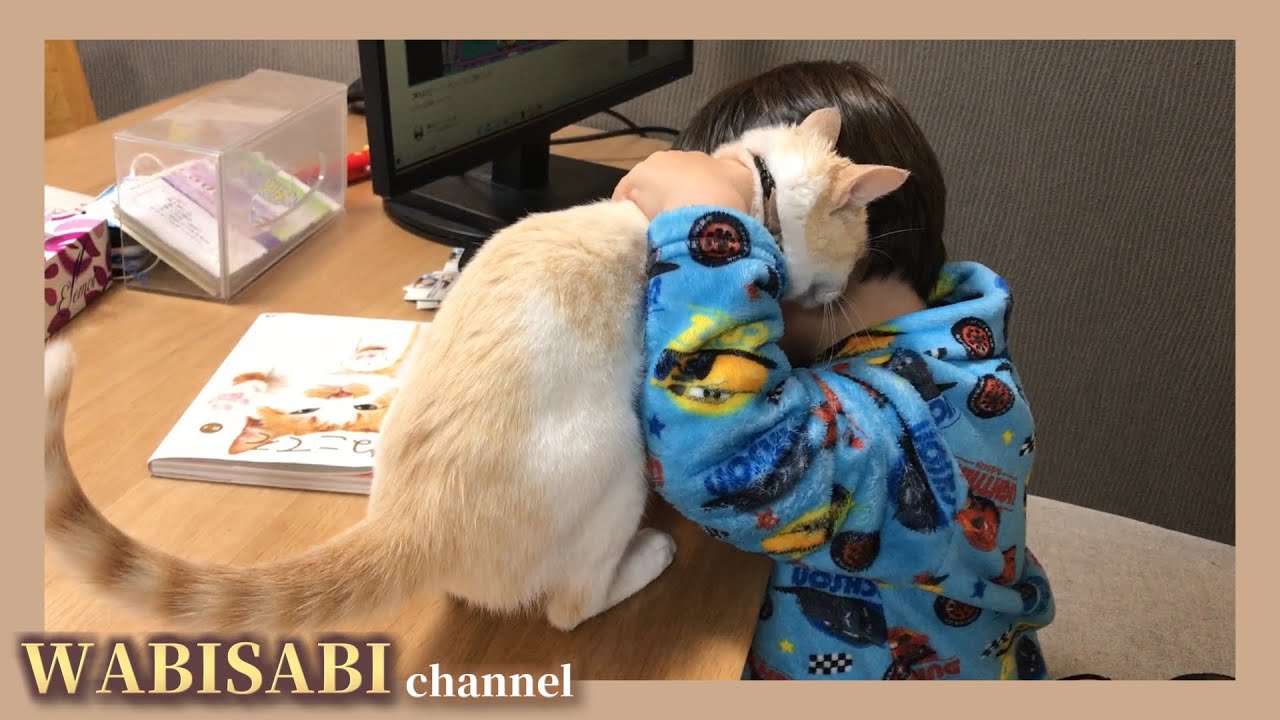 子供に抱きしめられる白猫 - White cat hugged by a child - YouTube