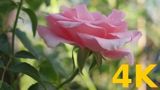 4K Free Stock Footage: Pink Flower (Close-up)