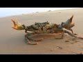 Mud Crab Attacked The Man -  Mud Crab Caught on sea