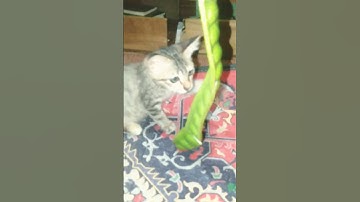 Thumbnail of Peteii 😃 #cover #coversong #cat #kucing #kucingkampung #kucinglucu #allah #anakkucing