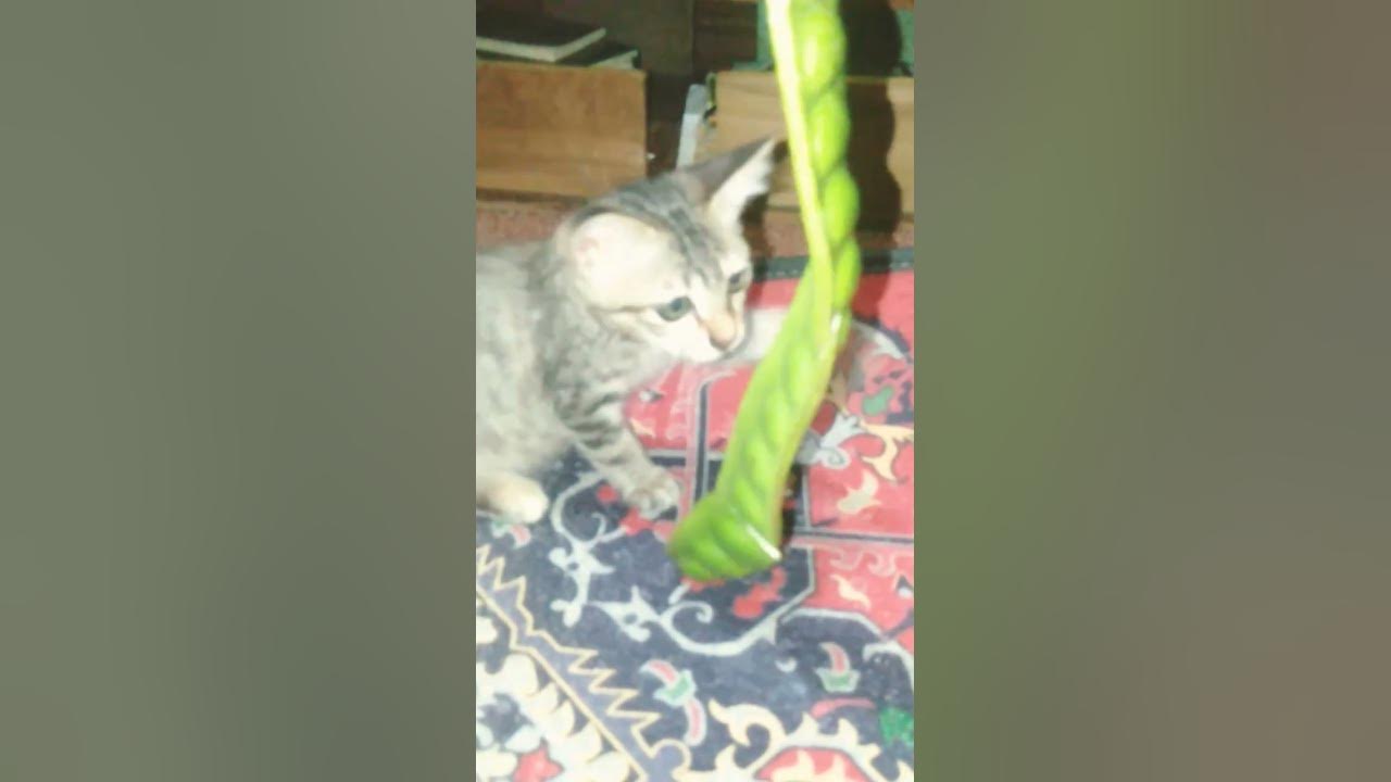 Peteii π #cover #coversong #cat #kucing #kucingkampung #kucinglucu #allah #anakkucing Peteii π #cover #coversong #cat #kucing #kucingkampung #kucinglucu #allah #anakkucing
