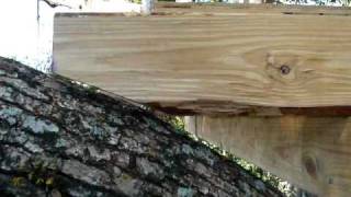 treehouse in the wind