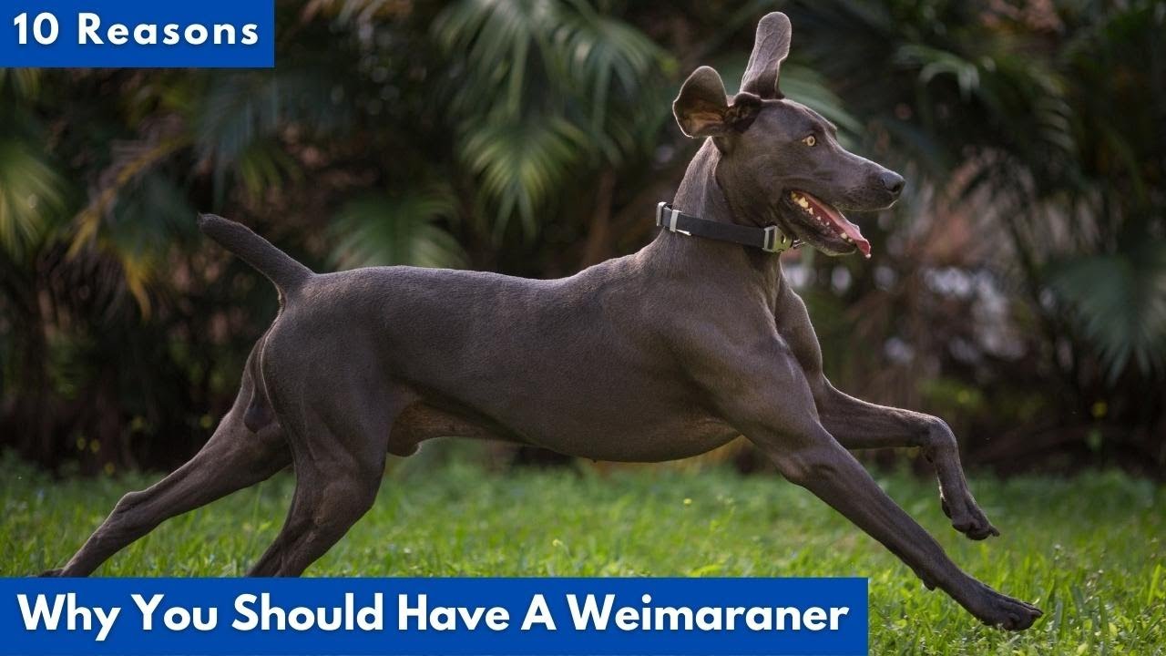 10 Reasons Why You Should Have A Weimaraner